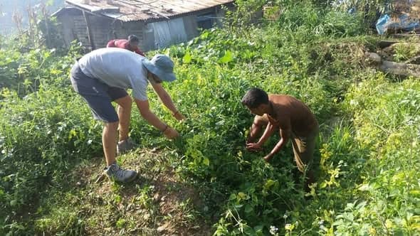 Two people bend over a vegetable plot beside a tin-roofed house on a green hillside.