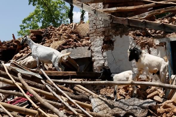 Goats picking their way across the collapsed brick, timber and thatch of a destroyed house.